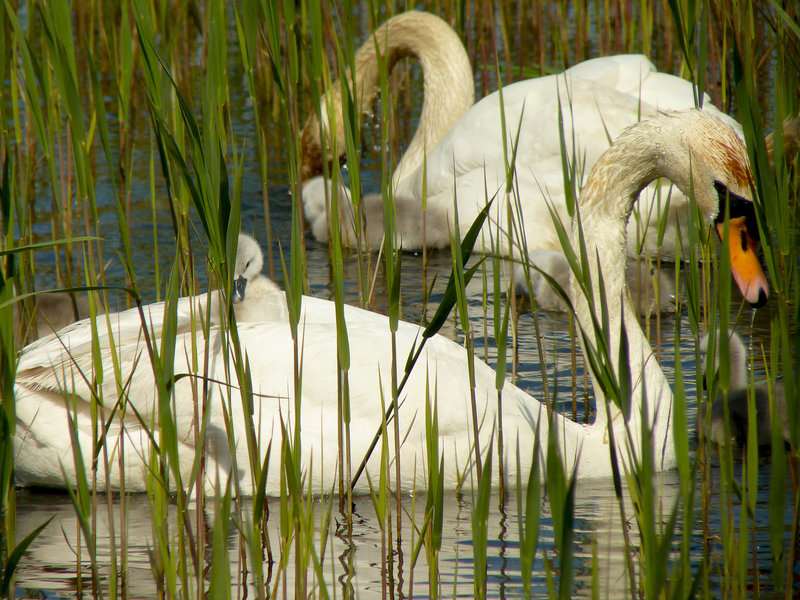 Swan Family