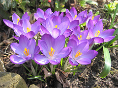 Krokusse