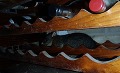 possum in our wine cellar