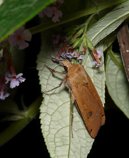 Large Yellow Underwing -Top