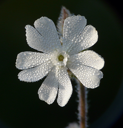 Bladder Campion