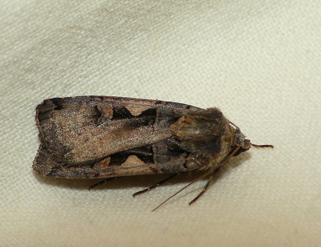 Setaceous Hebrew Character -Side