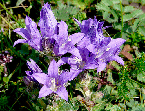 Clustered Bellflower
