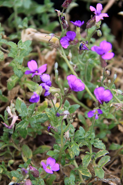 Summer Blooms - May 29