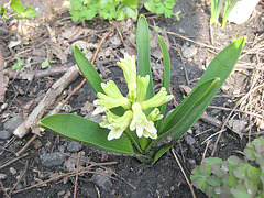 Hyazinthe (Hyacinthus orientalis)