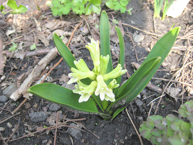 Hyazinthe (Hyacinthus orientalis)