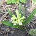 Hyazinthe (Hyacinthus orientalis)