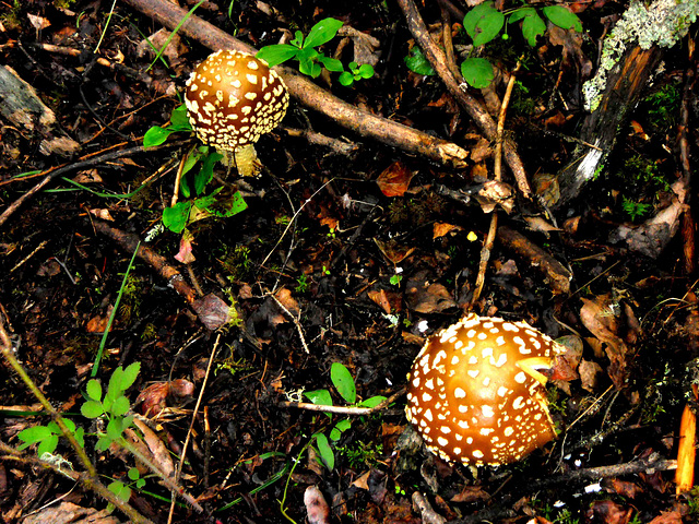 Fly Agaric