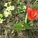 Primeln und rote Tulpe