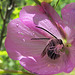 Longhorn Bee in Checkerbloom