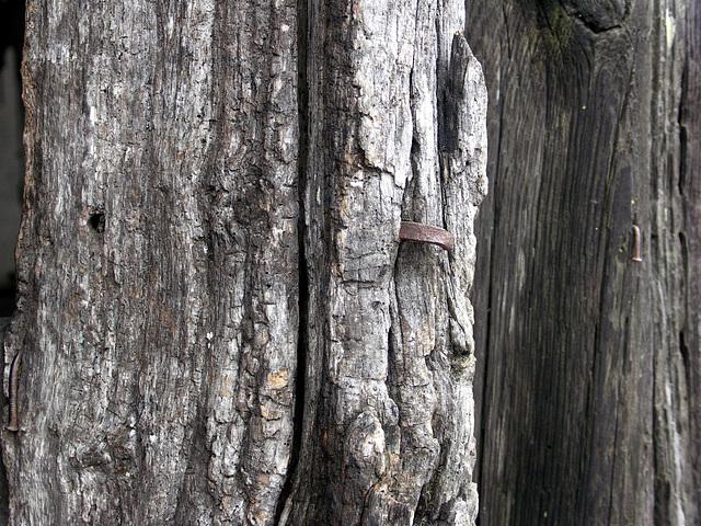 Craggy timber, hook, nail