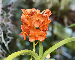 Ascocentrum garayi Christenson – Phipps Conservatory, Pittsburgh, Pennsylvania