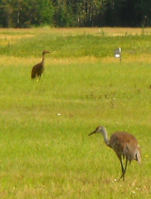 Cranes