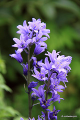 Summer Blooms - May 29