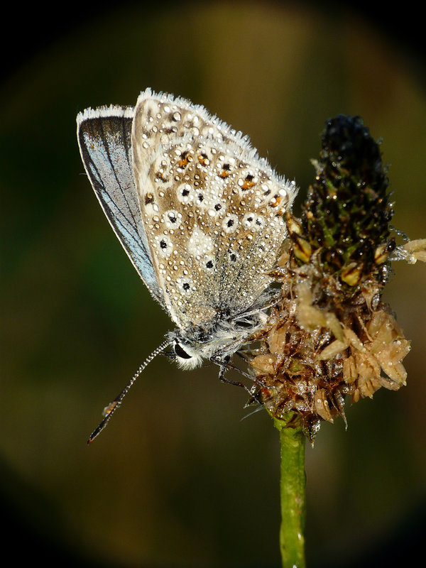 Chalkhill Blue Male