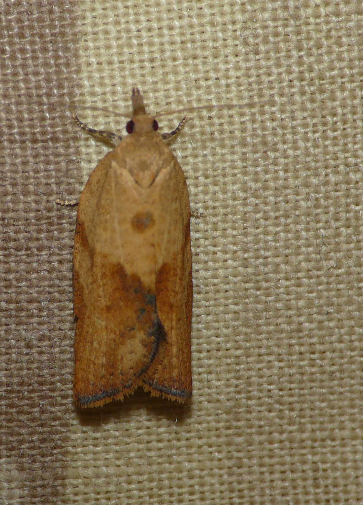 Light Brown Apple Moth