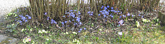 Leberblümchen (Hepatica nobilis)