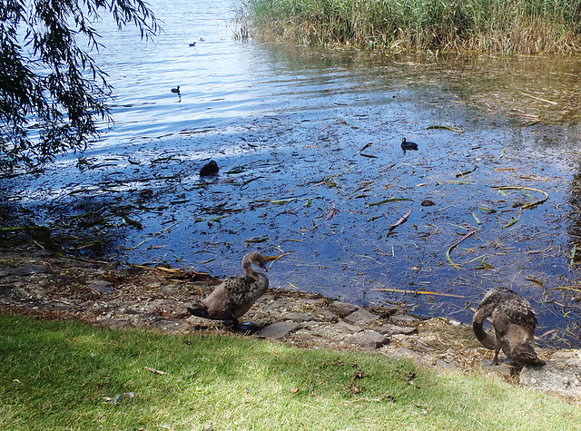 Lake Wendouree