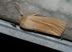 Common Wainscot