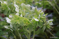 Summer Blooms - May 29