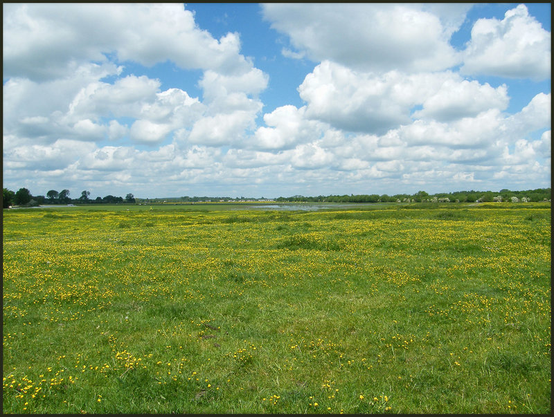 clouds and buttercups