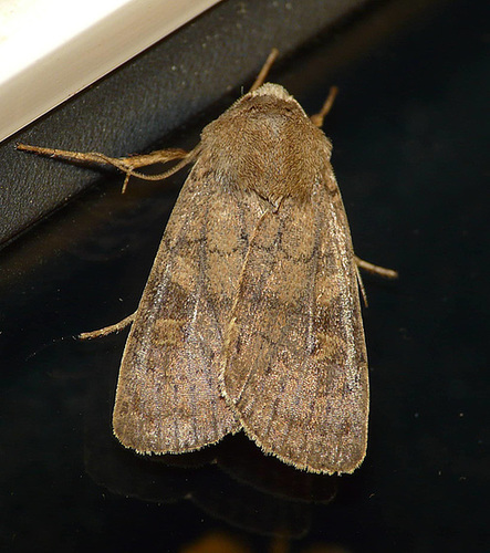 Six-striped Rustic