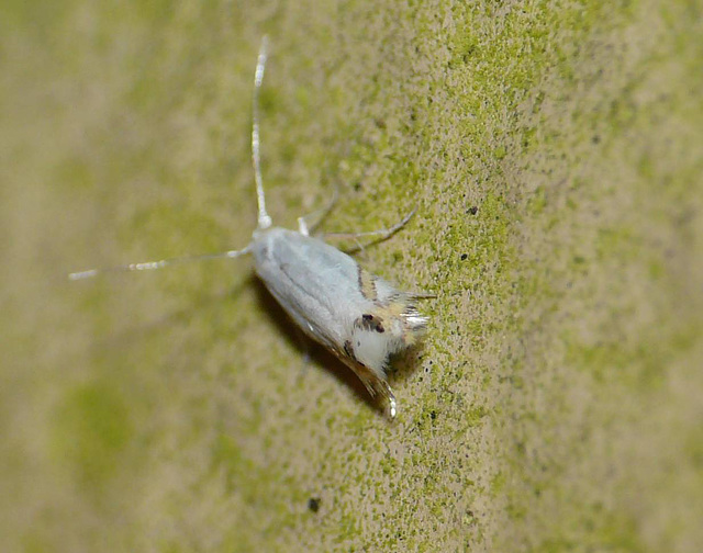 Laburnum Leaf Miner