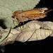 Large Yellow Underwing -Side