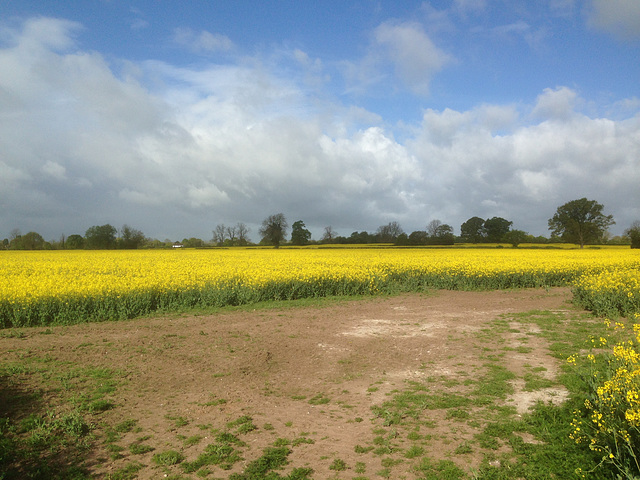 Fields near Brewood