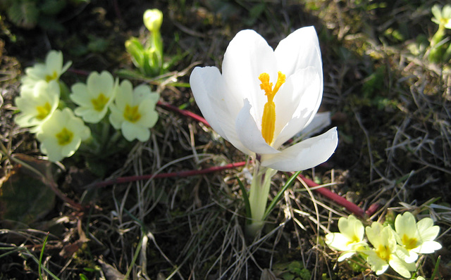 Weißer Krokus (Crocus)