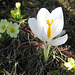 Weißer Krokus (Crocus)