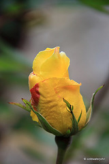 Summer Blooms - May 29