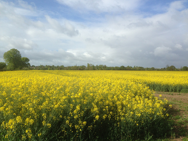 Fields near Brewood