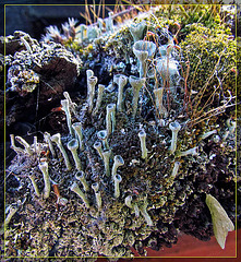 Lichen with Moss