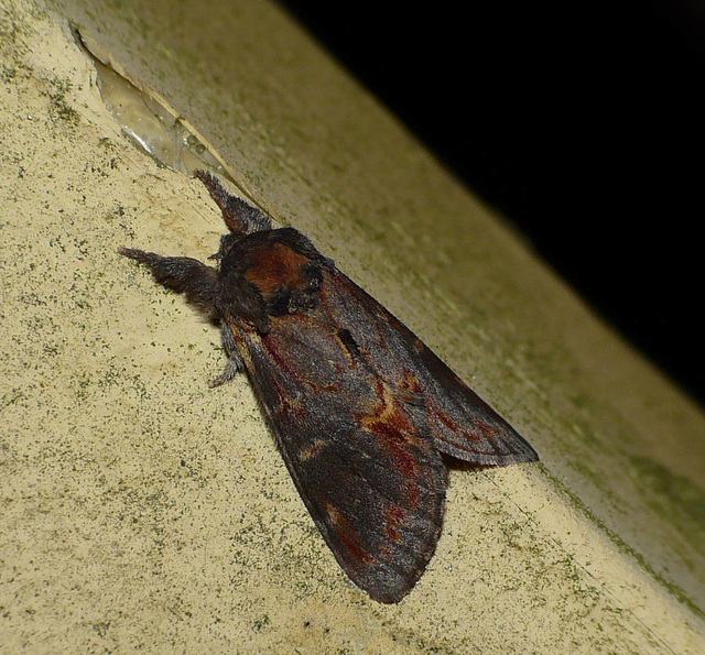 Iron Prominent