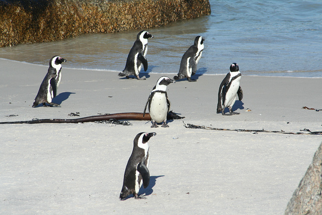 Posing penguins