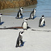 Posing penguins