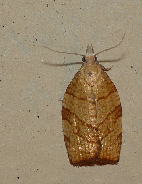 Chequered Fruit-tree Tortrix