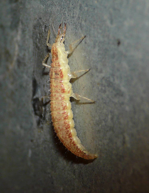 Lacewing Larva without Junk