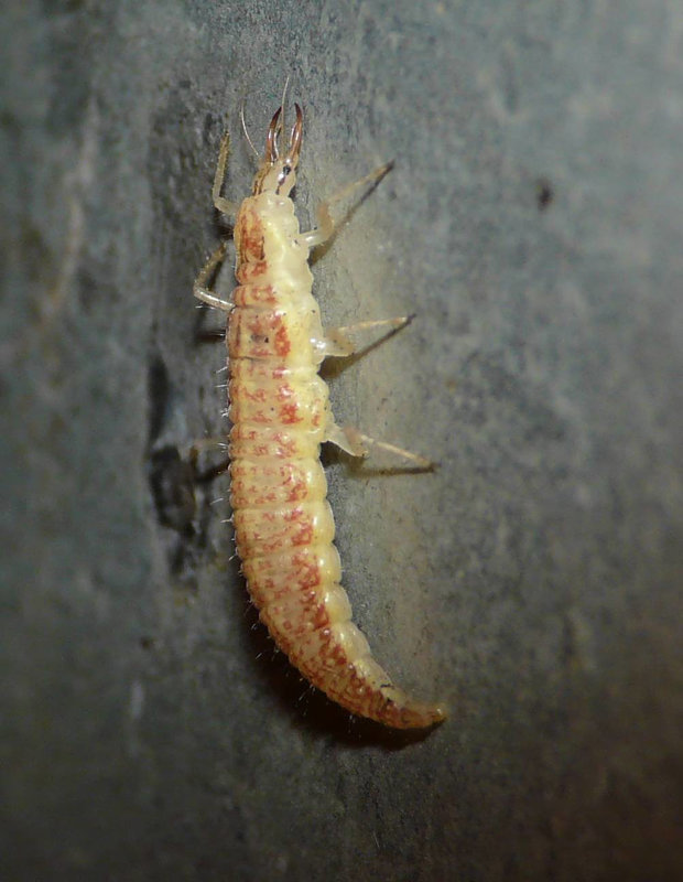Lacewing Larva without Junk