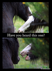 Have you heard this one?