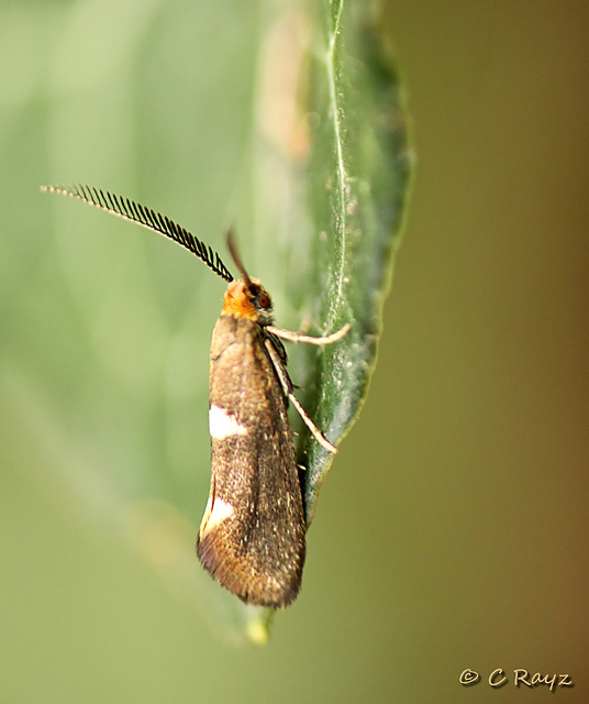 Incurvaria masculella - Feathered Bright