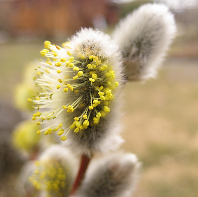 Blühendes Palmkätzchen (Salix Caprea)