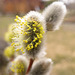 Blühendes Palmkätzchen (Salix Caprea)