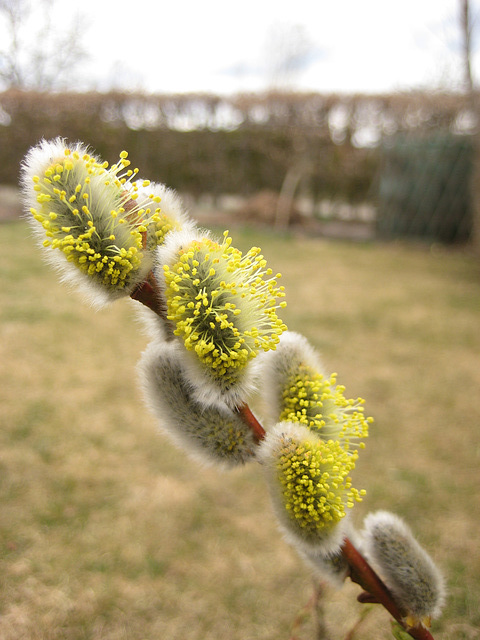 Blühendes Palmkätzchen (Salix Caprea)