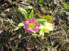 Primel (Primula vulgaris)