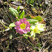 Primel (Primula vulgaris)