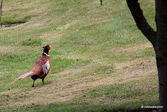 Taking the pheasant for a walk.