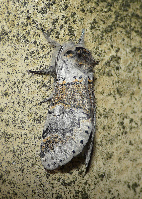 Sallow Kitten Side