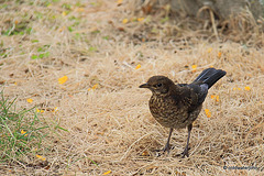 Juvenile Blackbird - growing tamer by the day...
